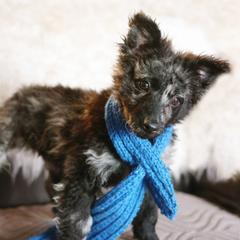 Rumples - Black merle male Mudi puppy in Gatlinburg, Tennessee from Greenbrier