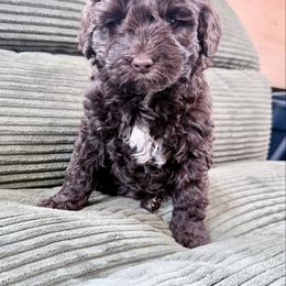 Girl 4 - female Newfypoo puppy in Bloomfield, Iowa from Schooley Doodles