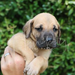 MAGNOLIA - Fawn female Great Dane puppy in Denison, Texas from Hundeity Great Danes
