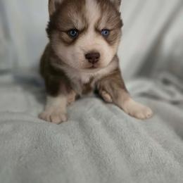 Boy 1 - Red and white male Siberian Husky puppy in London, Ohio from Rose Trail Siberian’s