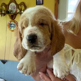 Darcy - Red and white female Basset Hound puppy in Guys Mills, Pennsylvania from Hidden Heart Basset Hounds