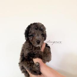Plot twist - Black female Goldendoodle puppy in Ivins Utah, Utah from Luxi Paws Doodles