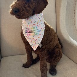 Cavapoo, Goldendoodle, and Poodle All Grown Up from Dlm_doodles