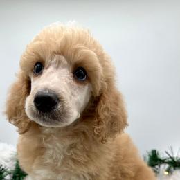 Poodle and Sheepadoodle Puppies from Smokey Mountain Sheepadoodles