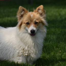 Blossom - White and red female Pembroke Welsh Corgi puppy in East Canton, Ohio from Victorian Farms
