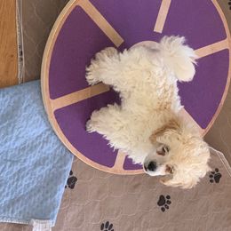 Poodle Puppies from Clarion Poodles