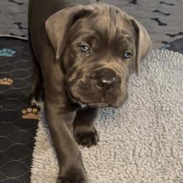 Smoke - Gray male Cane Corso puppy in Conroe, Texas from Miracle City
