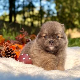 Skye - Blue female Pomeranian puppy in Atlanta, Georgia from Merle Paws Pomeranians