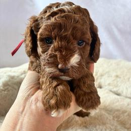 Bubbly - Red and white female Cockapoo puppy in Adrian, Oregon from ApplebyFarm