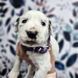 Nyx - White and black female Dalmatian puppy in Gray, Georgia from Fuller Spots