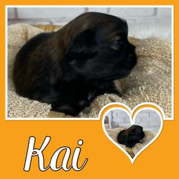 Kai - Sable male Shih Tzu puppy in Chico, California from North State Shih tzus