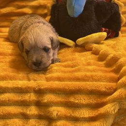 Schnoodle Puppies from Noodle Tings Puppies