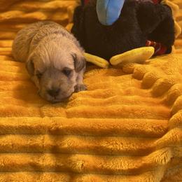 Schnoodle Puppies from Noodle Tings Puppies