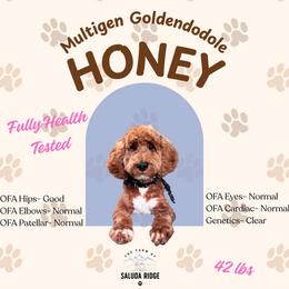 Millie - Goldendoodle