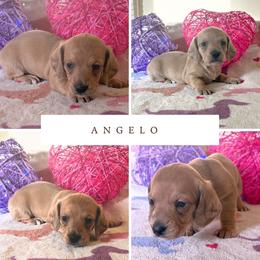 Angelo - Cream male Dachshund puppy in Saint Paul, Minnesota from Vibrant Eyes Doxies