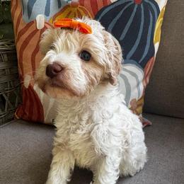 Mead - Caramel cream female Labradoodle puppy in Camden, North Carolina from Oopsie Doodles of NC