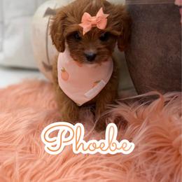 Phoebe - Red female Cavapoo puppy in Buford, Georgia from Petite Posh Puppies