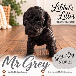 Mr Grey - Black male Cockapoo puppy in Tampa, Florida from Mary Puppins