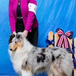 Collies from Pyman Collies