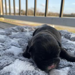 Smudge - Brindle and white male Cardigan Welsh Corgi puppy in Kerens, West Virginia from Leather & Lace