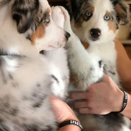 Miniature American Shepherd Puppies from Eagles Landing Miniature American Shepherds