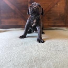 Cane Corso Puppies from Cowan Farms