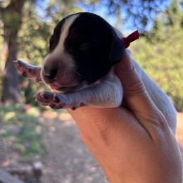 Cayenne- red collar - Black roan male German Shorthaired Pointer puppy in Mokelumne Hill, California from Underhill GSP