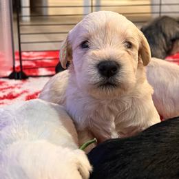 Girl- 2 -wheaten - Wheaten female Miniature Schnauzer puppy in Lehigh Acres, Florida from Regency Schnauzer