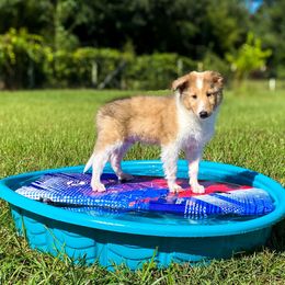Pluto - Sable merle and white male Collie puppy in St Augustine, Florida from Saltwater Collies LLC