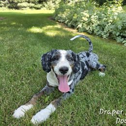 Tommy - Bernedoodle