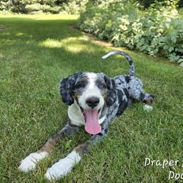 Tommy - Bernedoodle