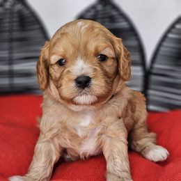 Mr Blue - Red male Cavapoo puppy in Georgetown, Texas from Mc Doodles of Texas LLC