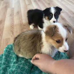 Pembroke Welsh Corgi All Grown Up from Newton Hay & Cattle