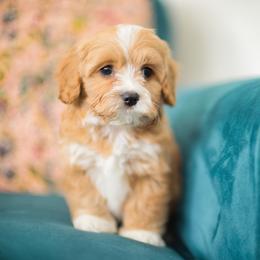 Lemon Bar - male Cavapoochon puppy in Mead, Washington from Habibi Bears - Beloved Teddy Bear Puppies