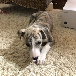 Whippet Puppies from Steadfast Whippets