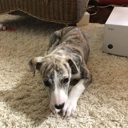 Whippet Puppies from Steadfast Whippets