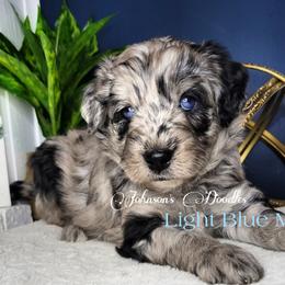 Aussiedoodle, Bernedoodle, and Goldendoodle Puppies from Johnson's Doodles