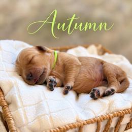 Autumn - Golden female Golden Retriever puppy in San Bernardino, California from Thegoldendreams1