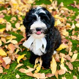 Sirius - Black and white male Bernedoodle puppy in Mapleton, Utah from Natural Doodle Life