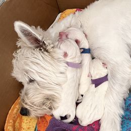 West Highland White Terriers from Michelle's Westies
