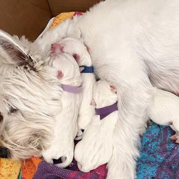 West Highland White Terriers from Michelle's Westies