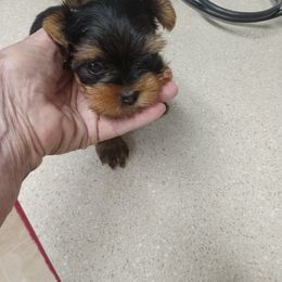 Yorkshire Terrier puppies from Pam Gatrell's Yorkshire Terriers