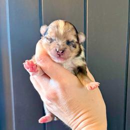 Girl 2 - Chocolate merle female Pomeranian puppy in Stroud, Oklahoma from Laik’s Little Shihtz & Poms