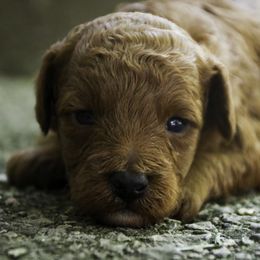 Sherman - Red  male Poodle puppy in Etna Green, Indiana from Perfect Match Poodles