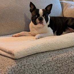 Boy 6 - male Boston Terrier puppy in Macon, Georgia from Whispering Willows