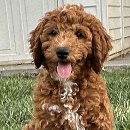 Goldendoodle Puppies from Pomegranate Doodles