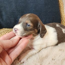 Twix (blue based red) - Piebald Dachshund puppy in Lindsay, California from Lazy K&M Dachshunds