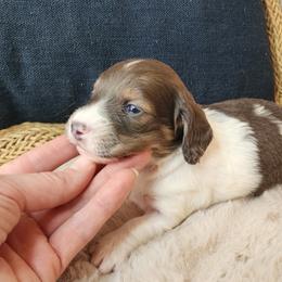 Twix (blue based red) - Piebald Dachshund puppy in Lindsay, California from Lazy K&M Dachshunds