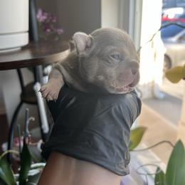 Green Boy - Black and tan male French Bulldog puppy in Dawsonville, Georgia from Baros Kennel