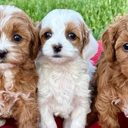 Date Palm - Parti female Goldendoodle puppy in Bountiful, Utah from Red Brick Doodles